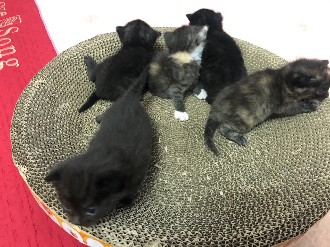 共五只小猫，需要领养，健康活泼，现35天的小猫咪花色是母猫黑色均是公猫
