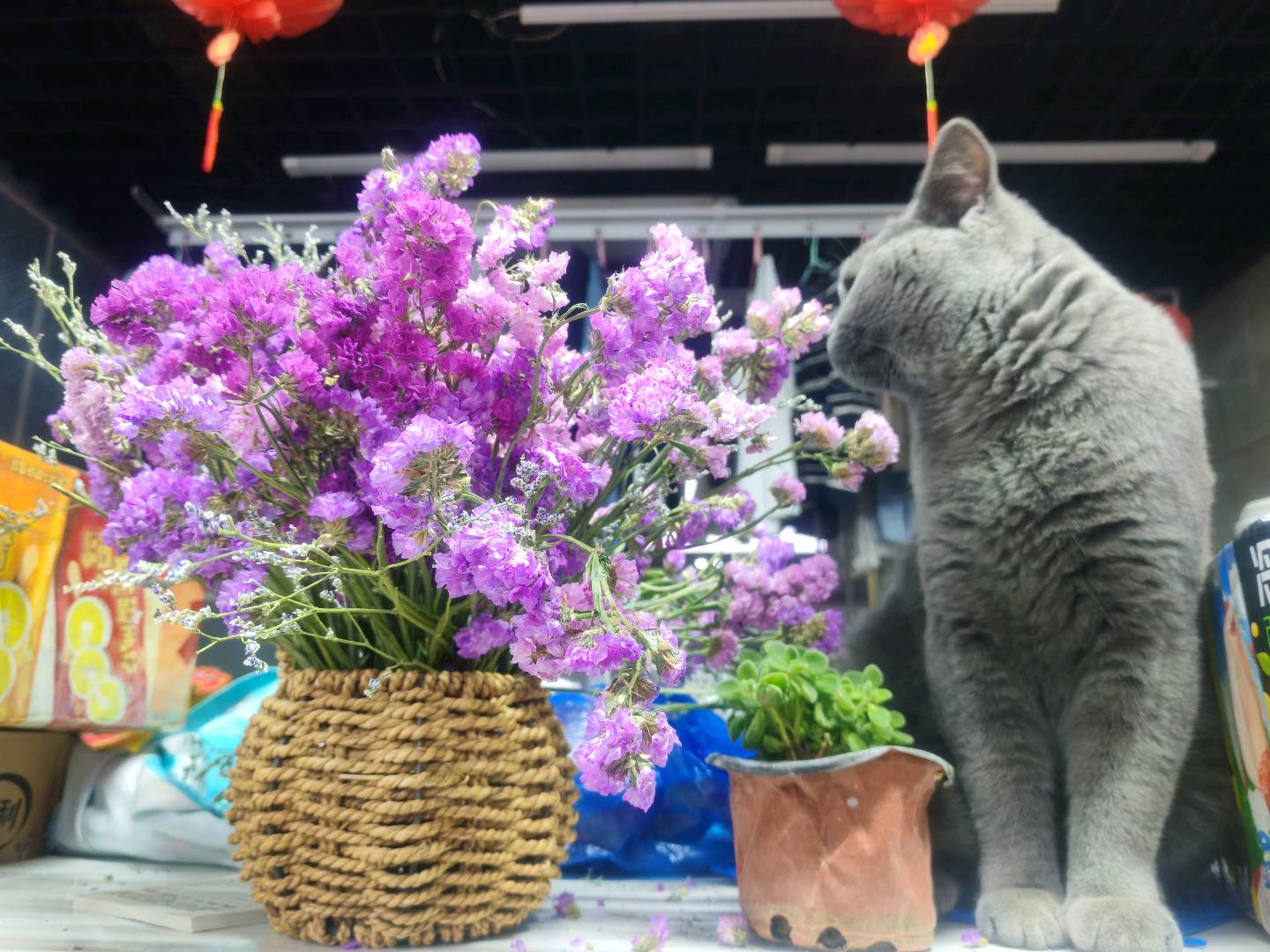 犟种猫