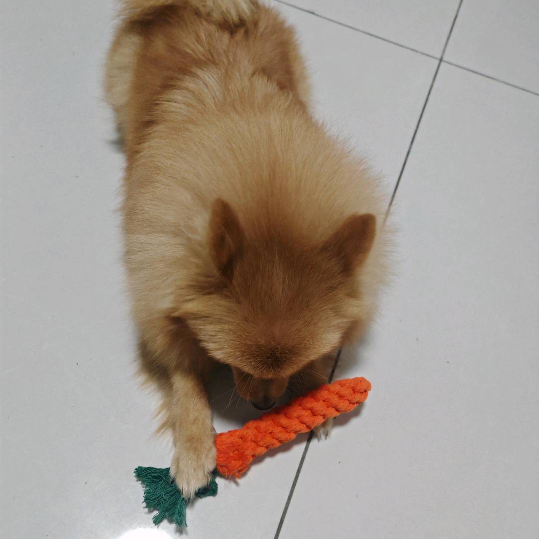 狗狗萌宠档案