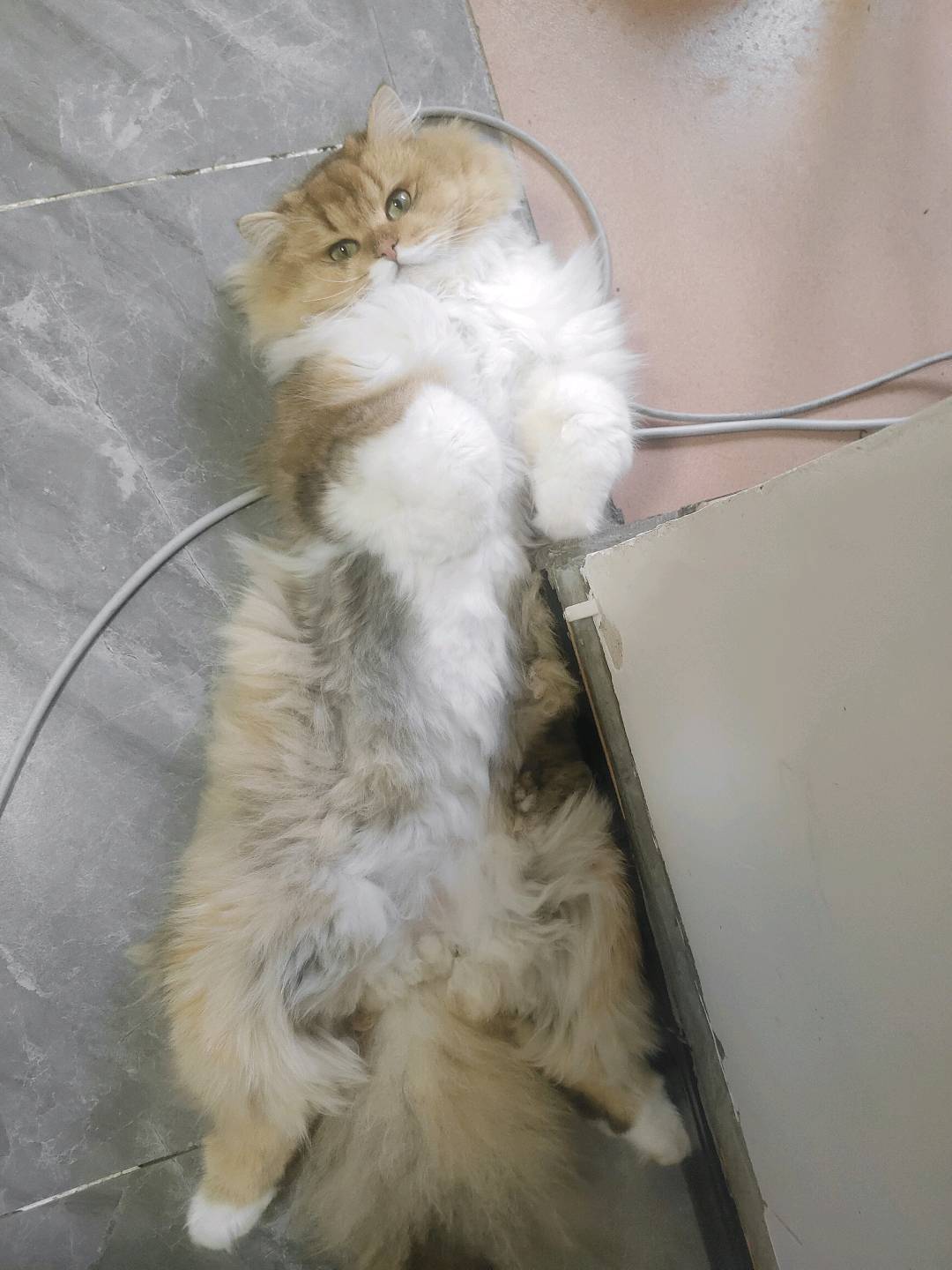猫猫萌宠档案