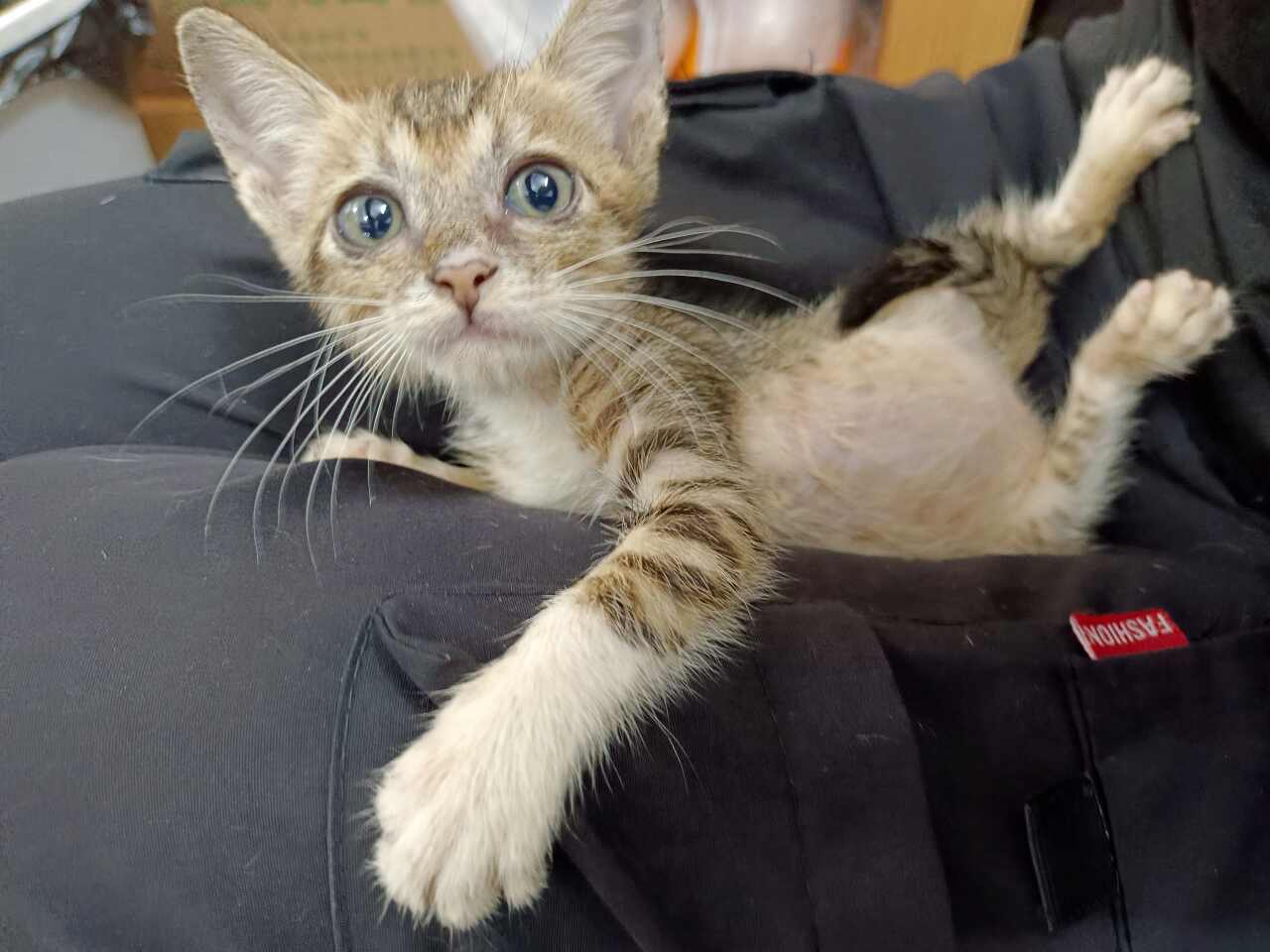 小奶猫一系列检查驱虫都做了，寻同城爱猫人士！不弃养，可直接电话联系或者*我