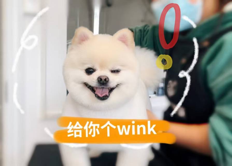 狗狗(3kg以下)美容