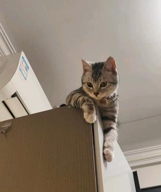猫猫萌宠档案