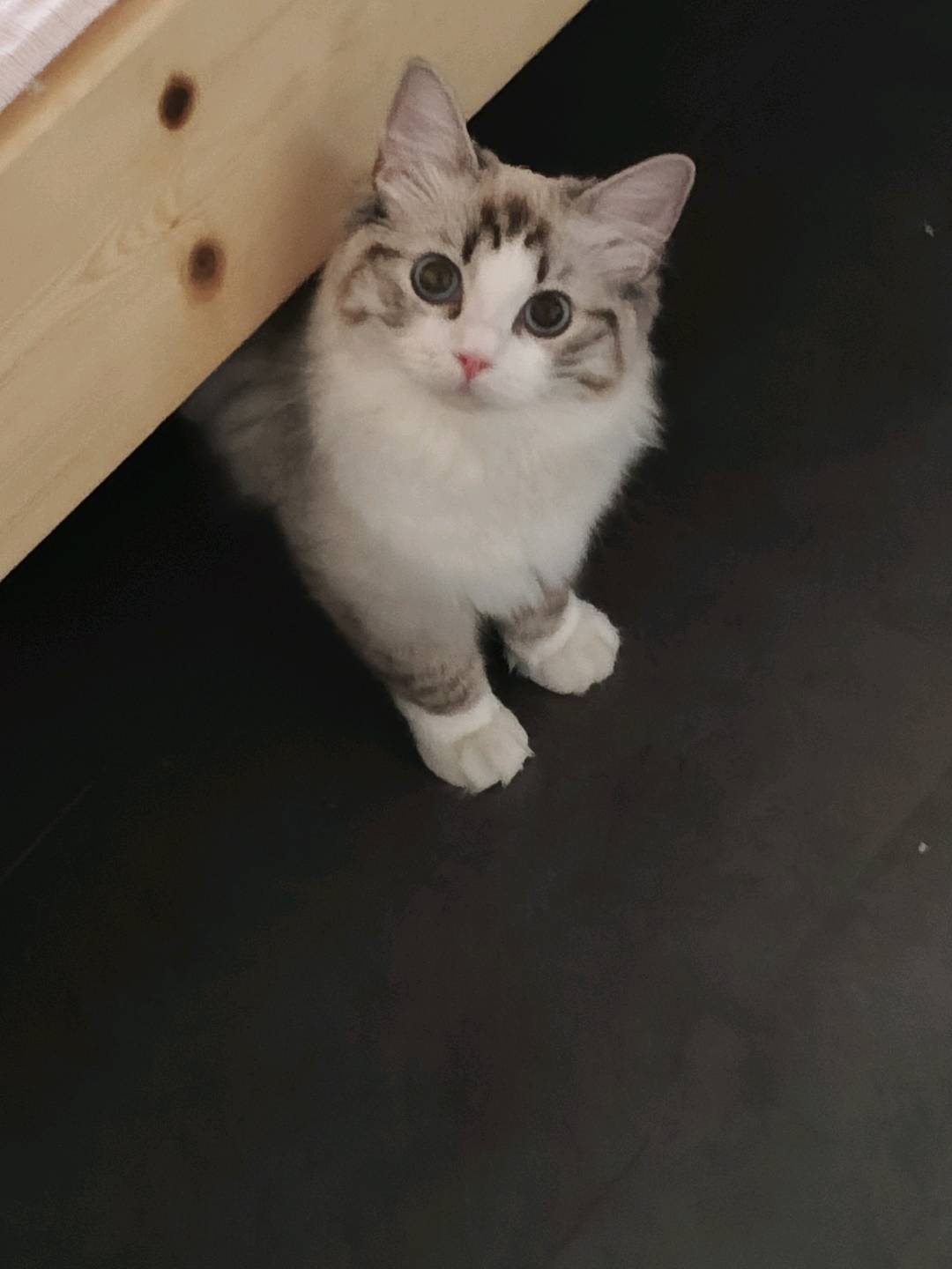 猫猫萌宠档案