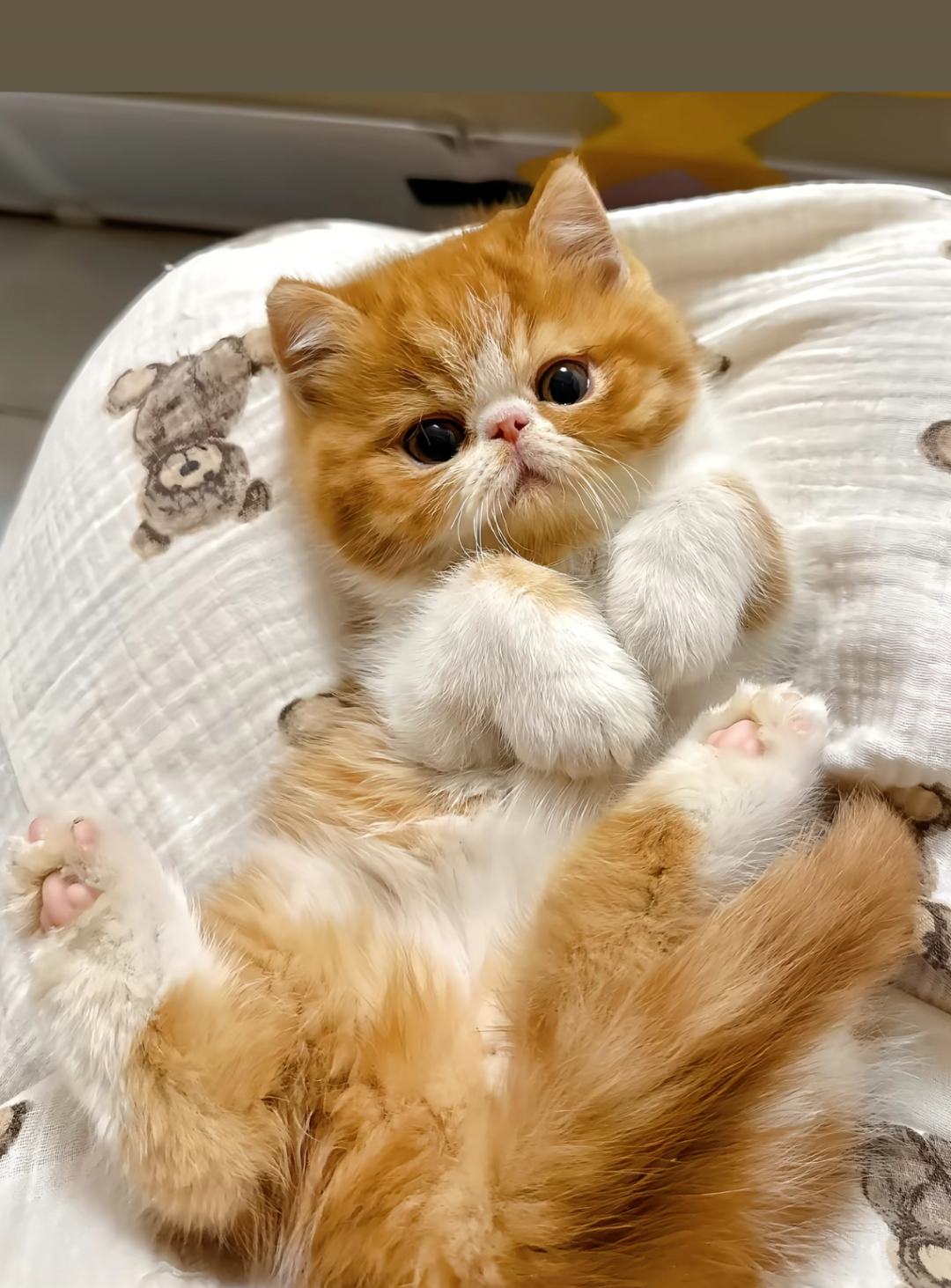 猫猫布偶猫