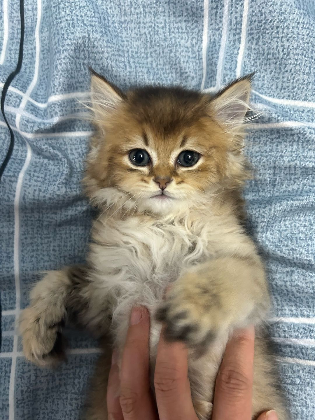 买来没时间养了，猫砂猫粮都是刚买没多久免费送还有冻干零食罐头，打了一针疫苗，做了驱虫，小猫*个月左右