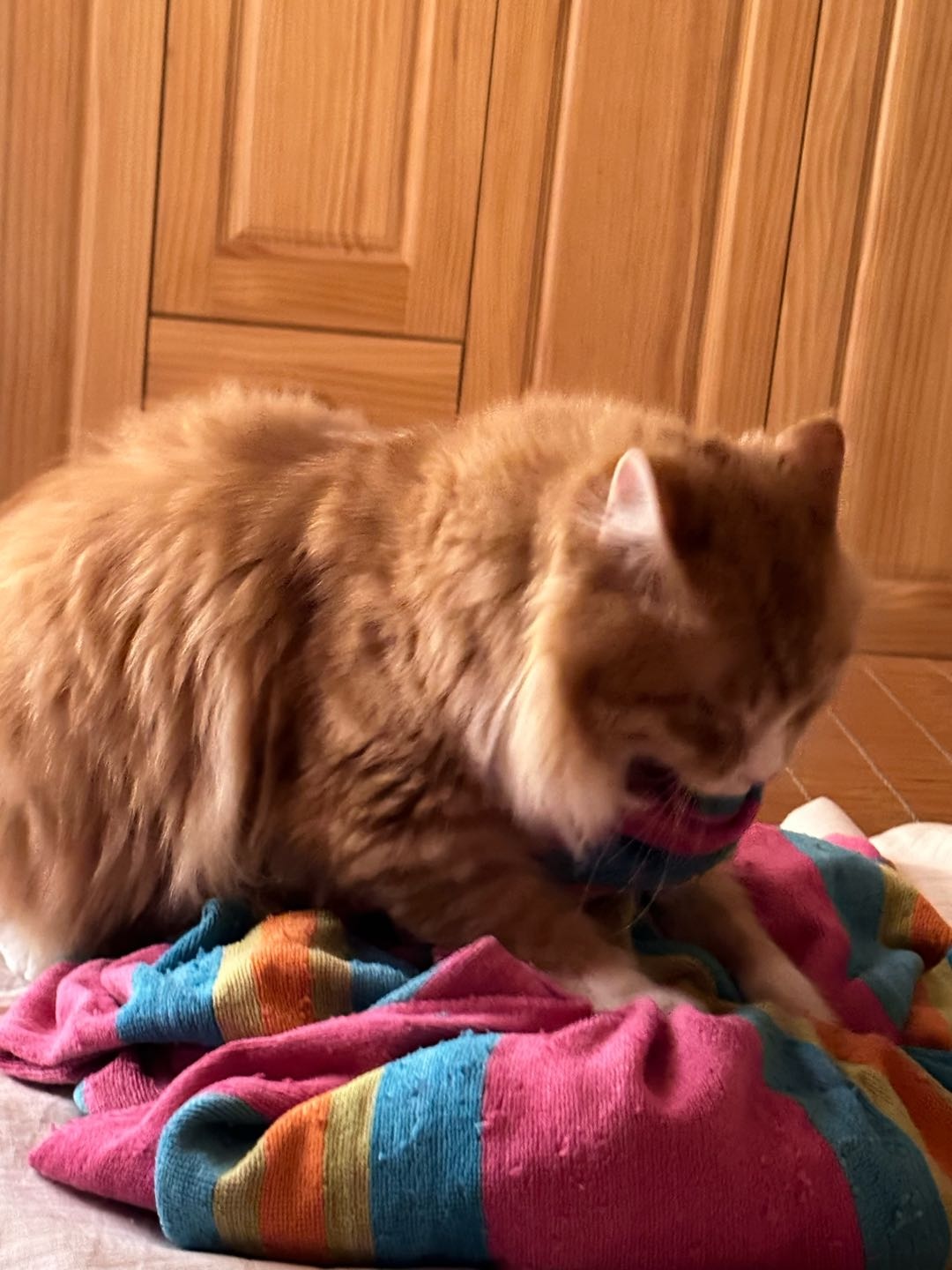 可上门喂猫喂狗打扫卫生,也可寄养宠物,家中有猫,照顾小猫小狗有经验