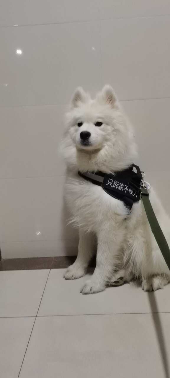 萨摩耶弟弟，找个媳妇配种。有意向的联系我