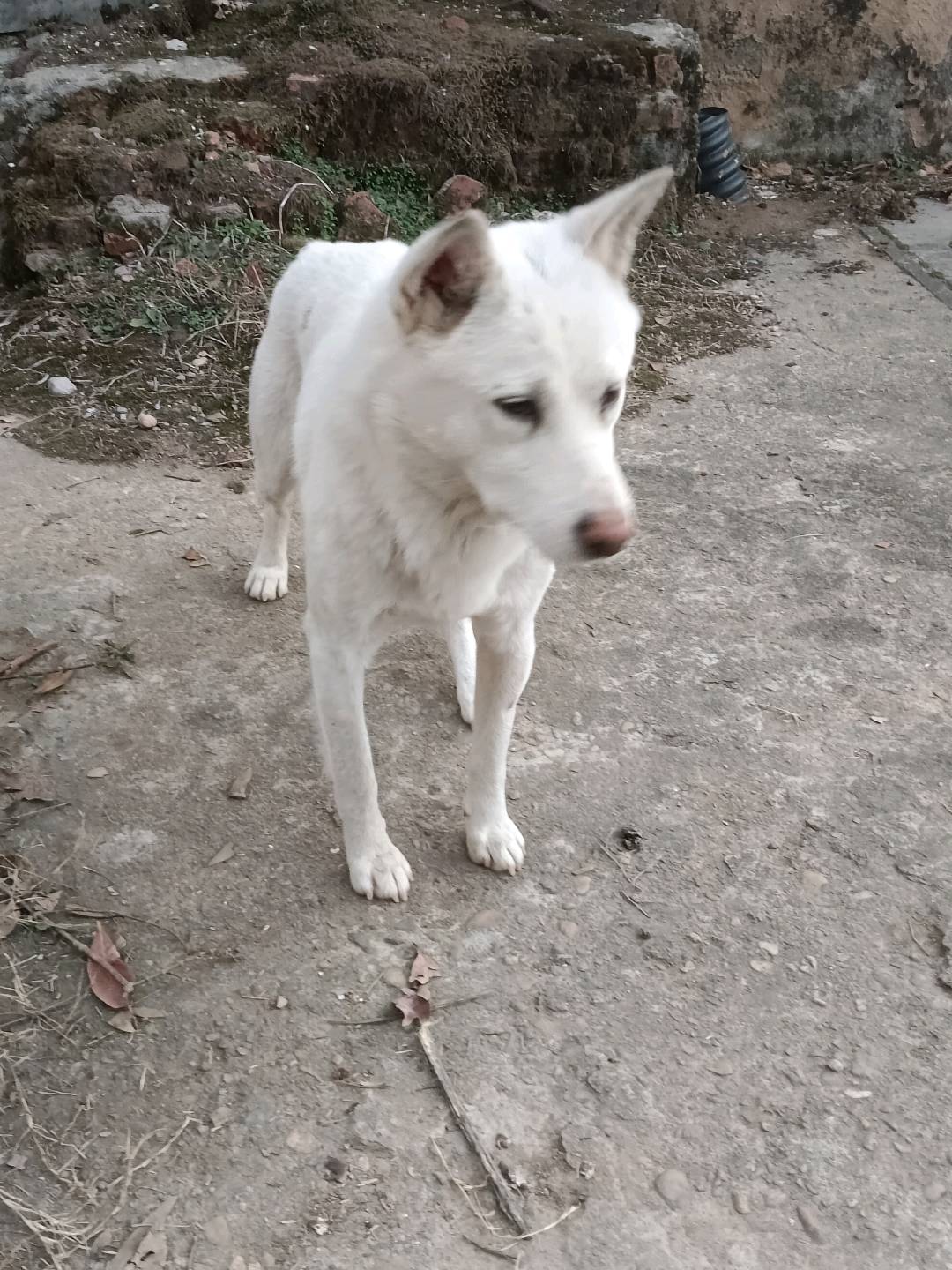 中型白色田园犬