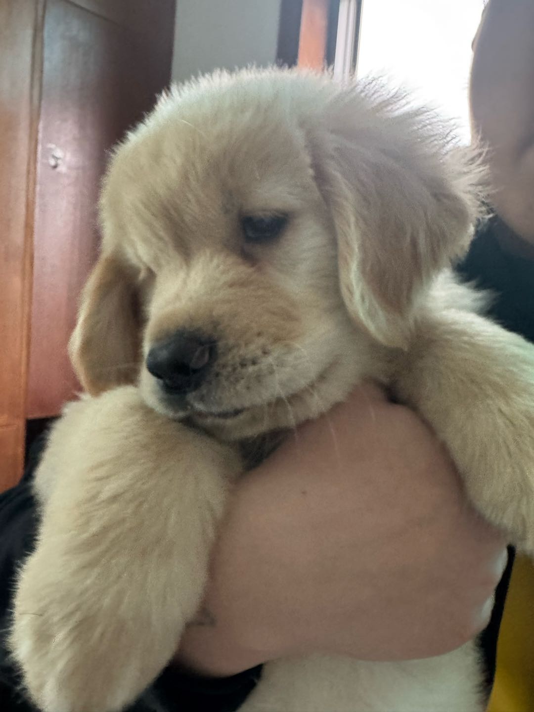 狗狗金毛犬