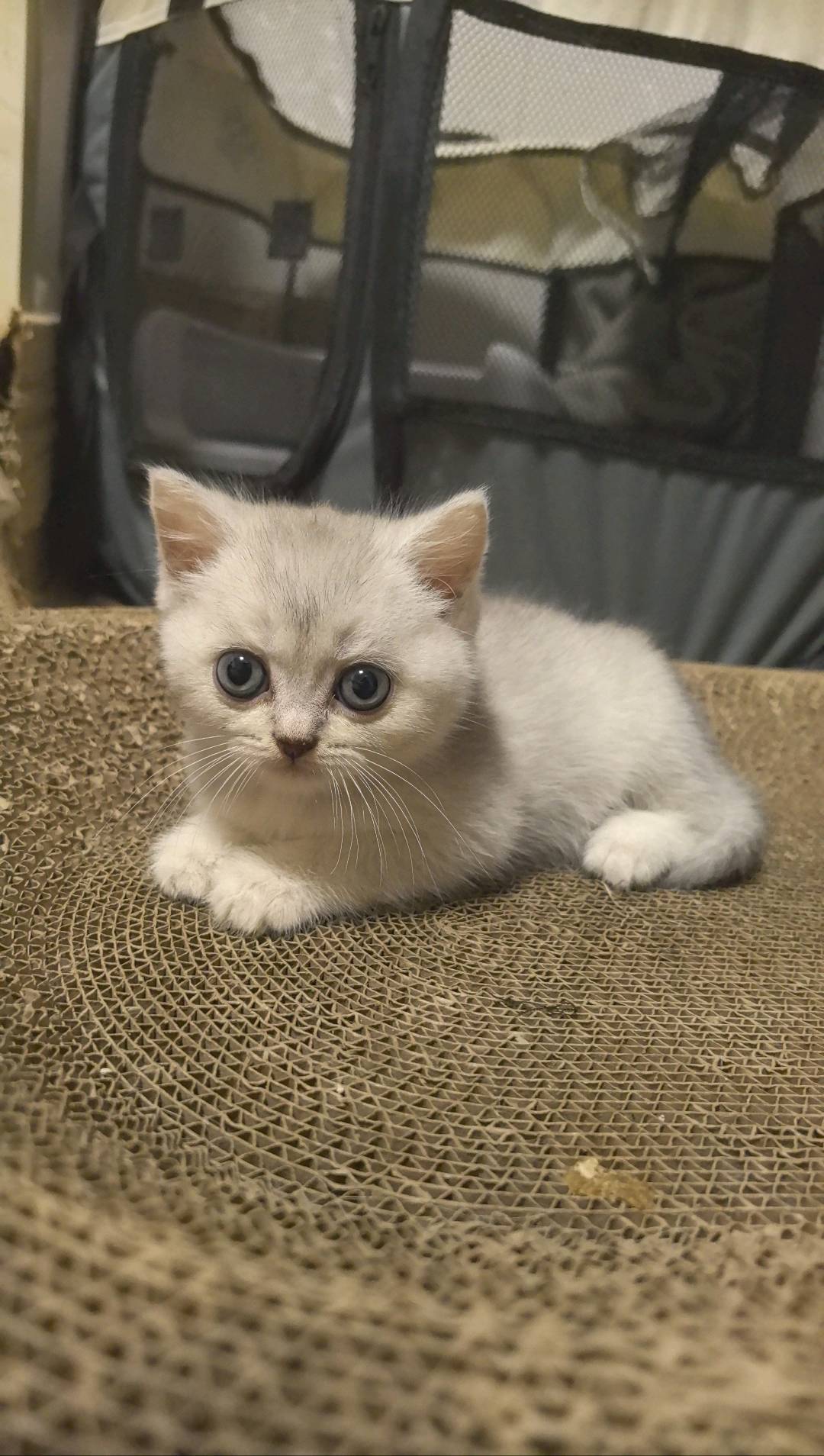 【萌宠出窝】银渐层小奶猫，两个多月，毛色漂亮，眼睛大大，性格粘人，健康活泼～

自家养的，家里猫咪太多，想给它找个有爱心…