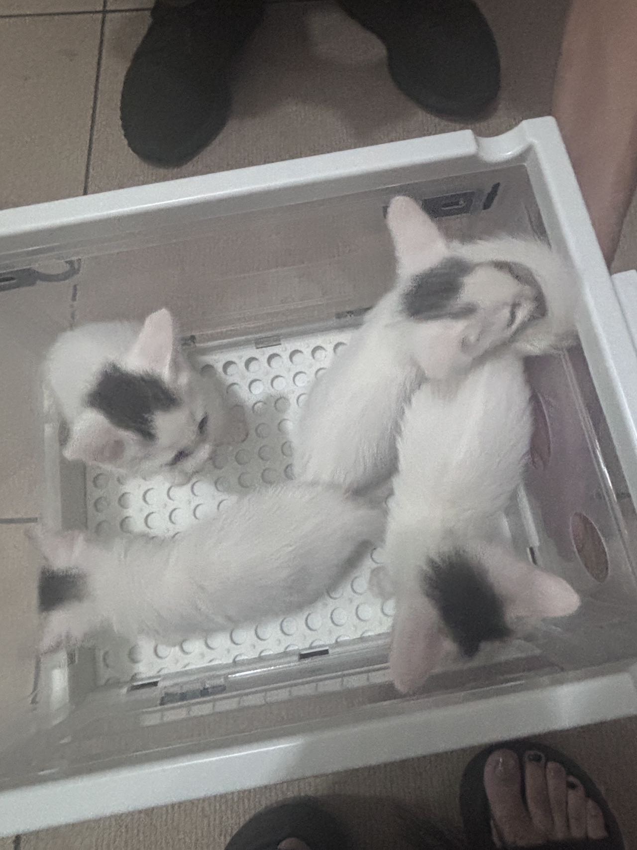 粘人，调皮，爱睡觉