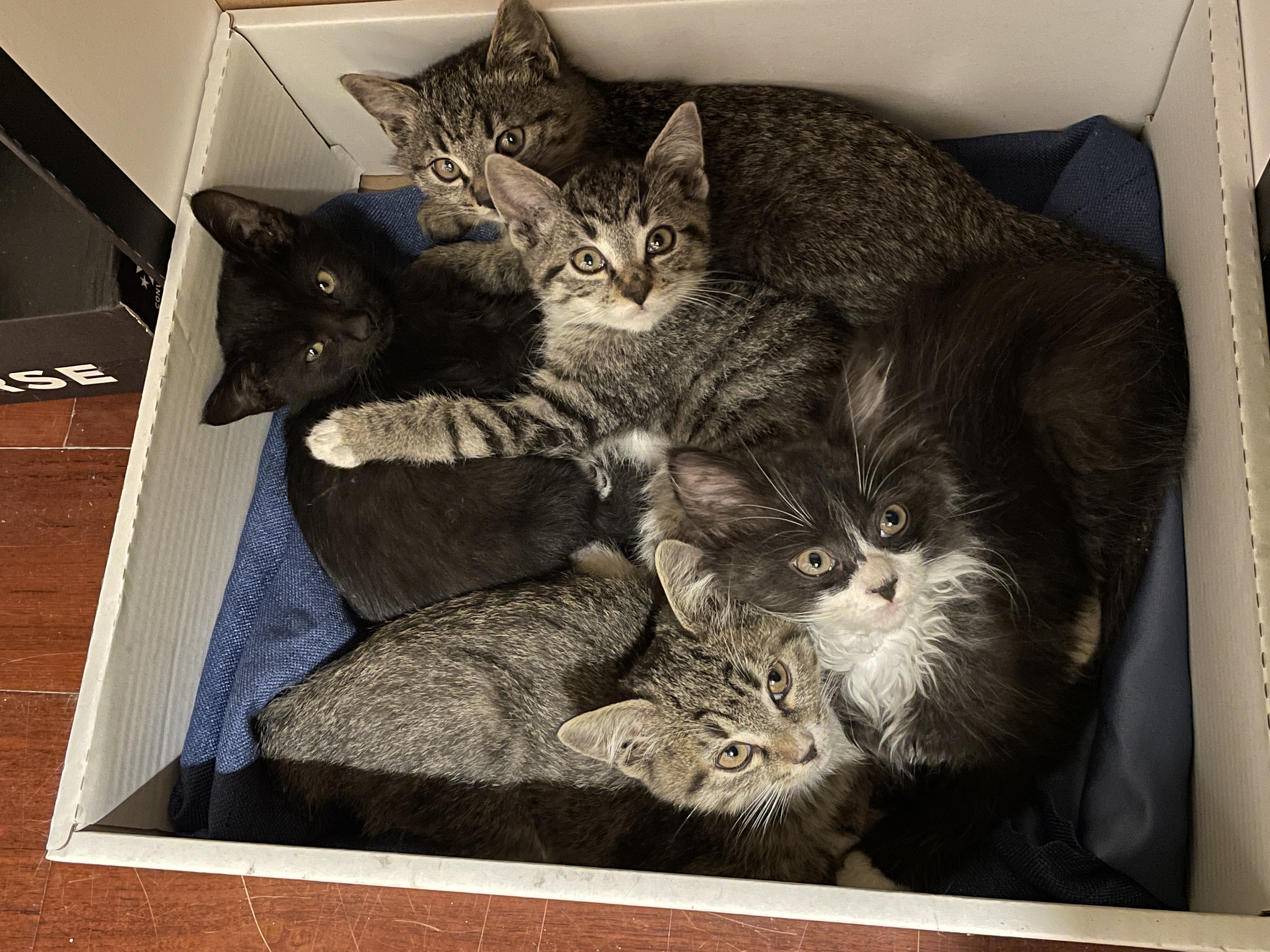 苏州姑苏区领养小猫，冬天快来了帮小猫咪找家#领养