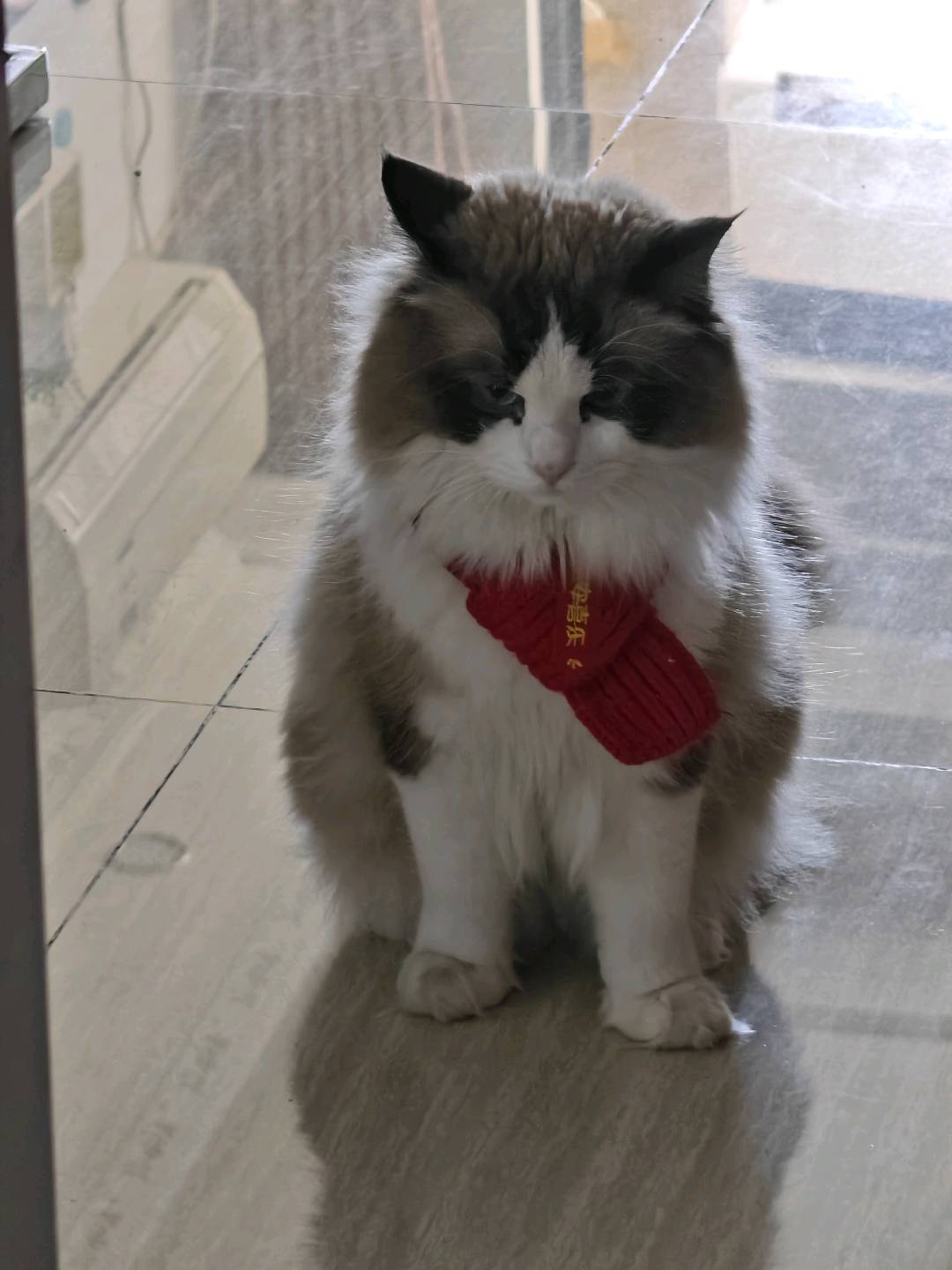 猫猫布偶猫
