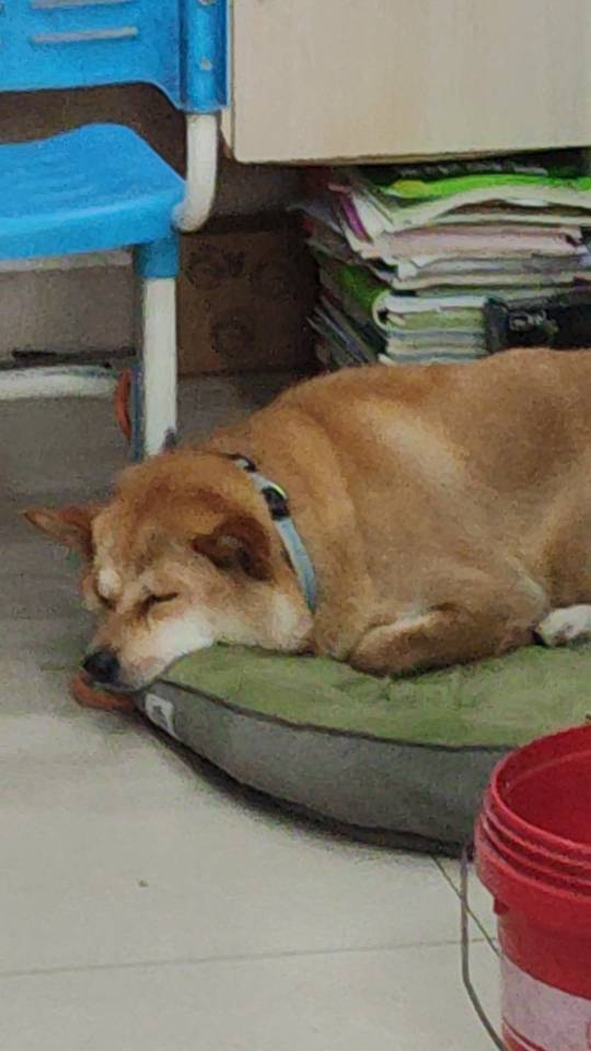 猫猫萌宠档案