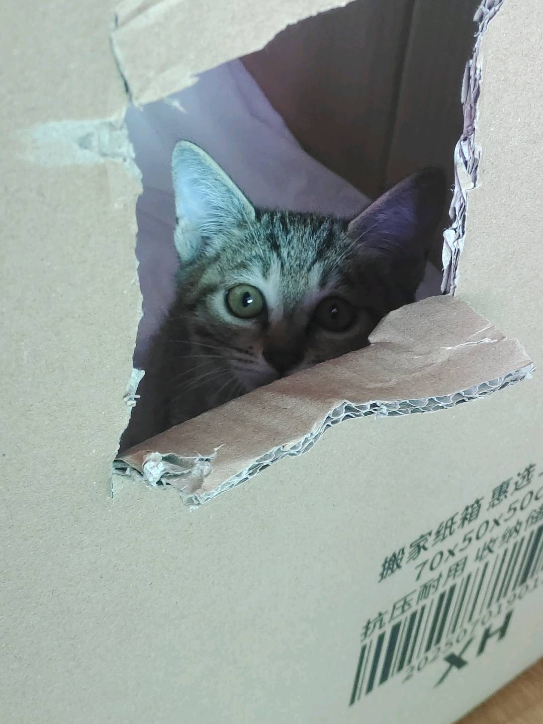 家养狸花猫，没时间养，会用猫砂。两个月，未接种疫苗。还有一些生活用品，猫粮猫条