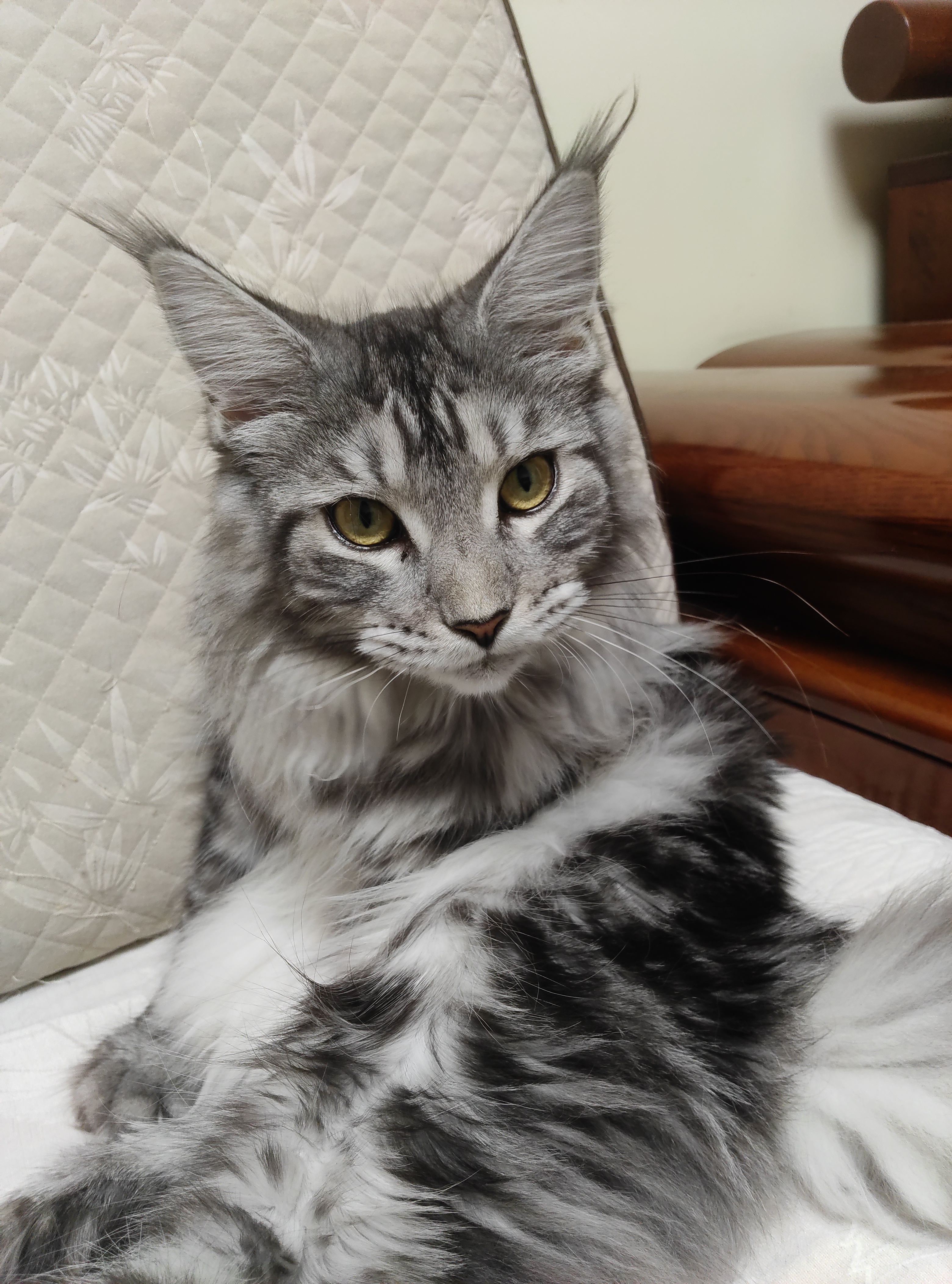 猫猫萌宠档案