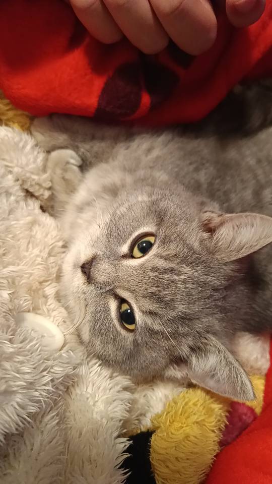 一直一岁多的公猫，很听话很听话