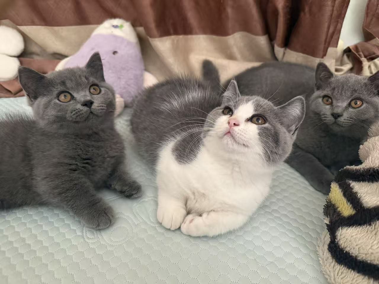 已经八个月了蓝猫蓝白太多了养不过来