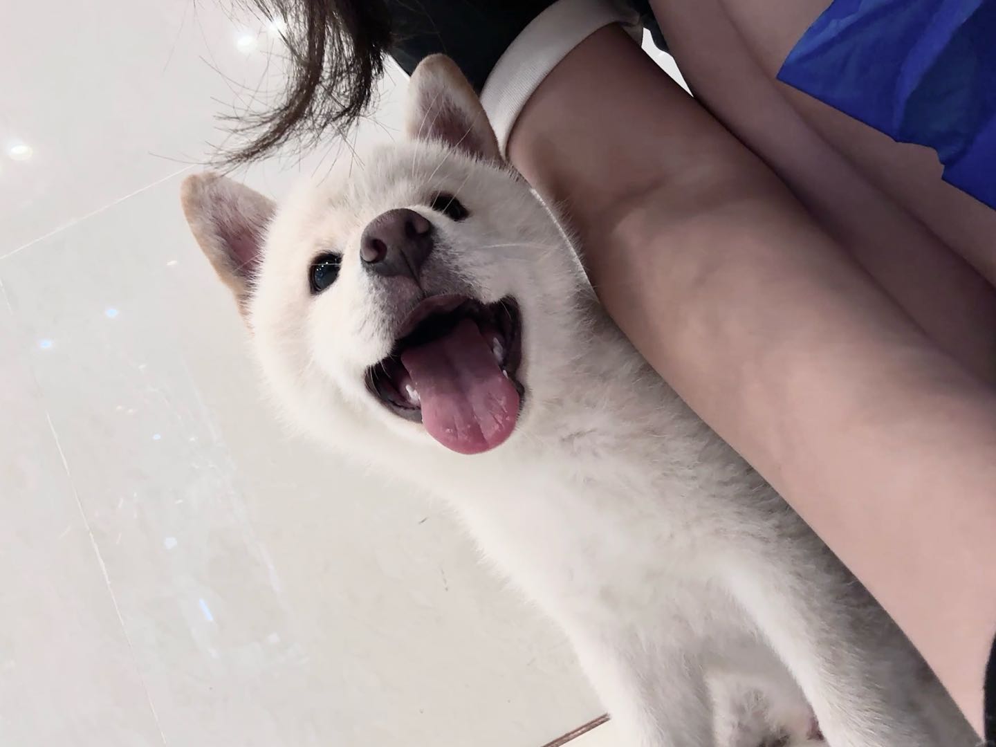 狗狗柴犬