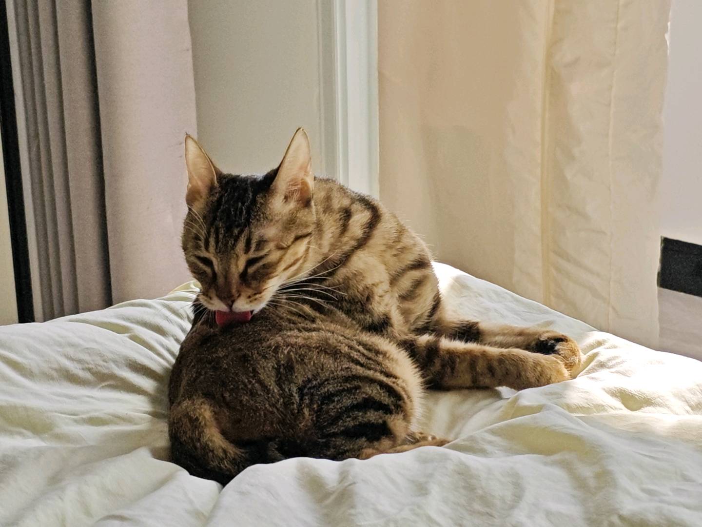 猫猫东方短毛猫