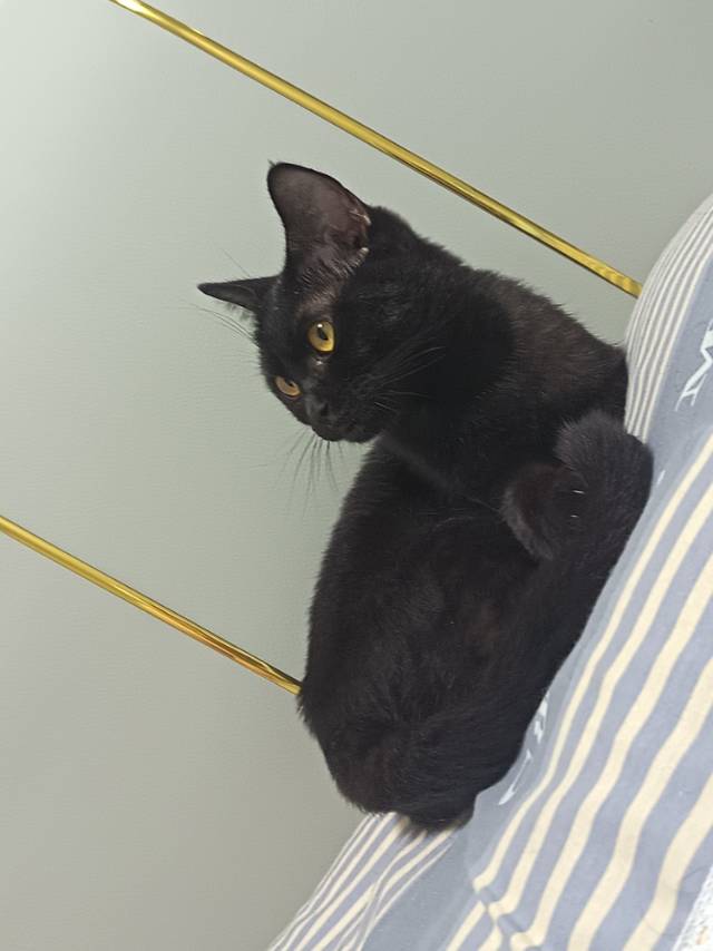猫猫其它