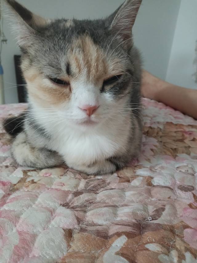 猫猫萌宠档案