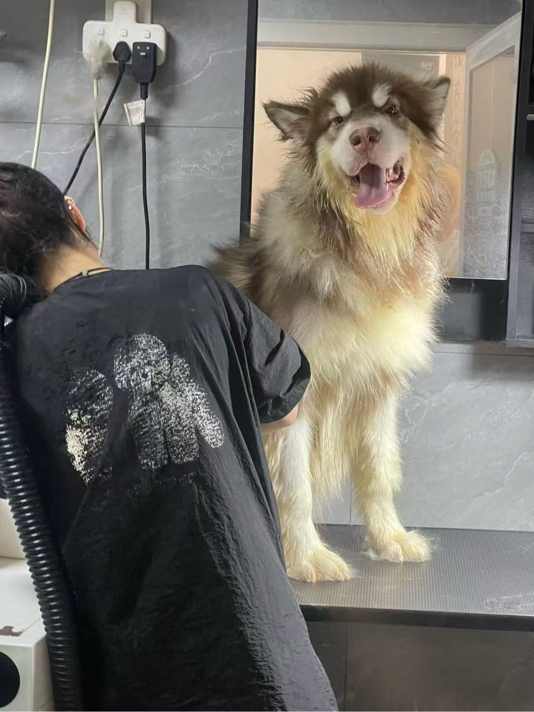 狗狗阿拉斯加雪橇犬