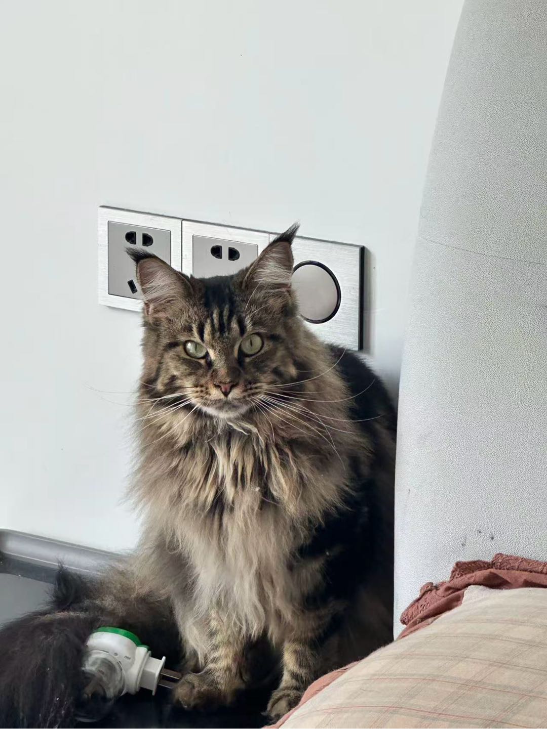 猫猫缅因猫