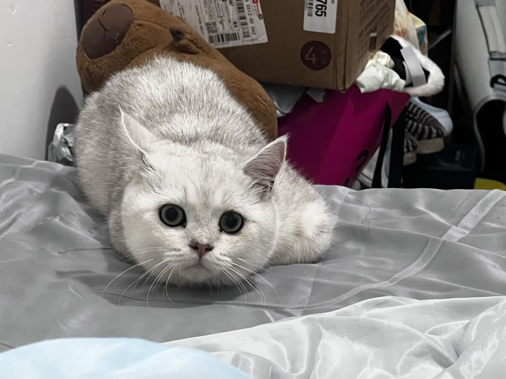 猫猫萌宠档案