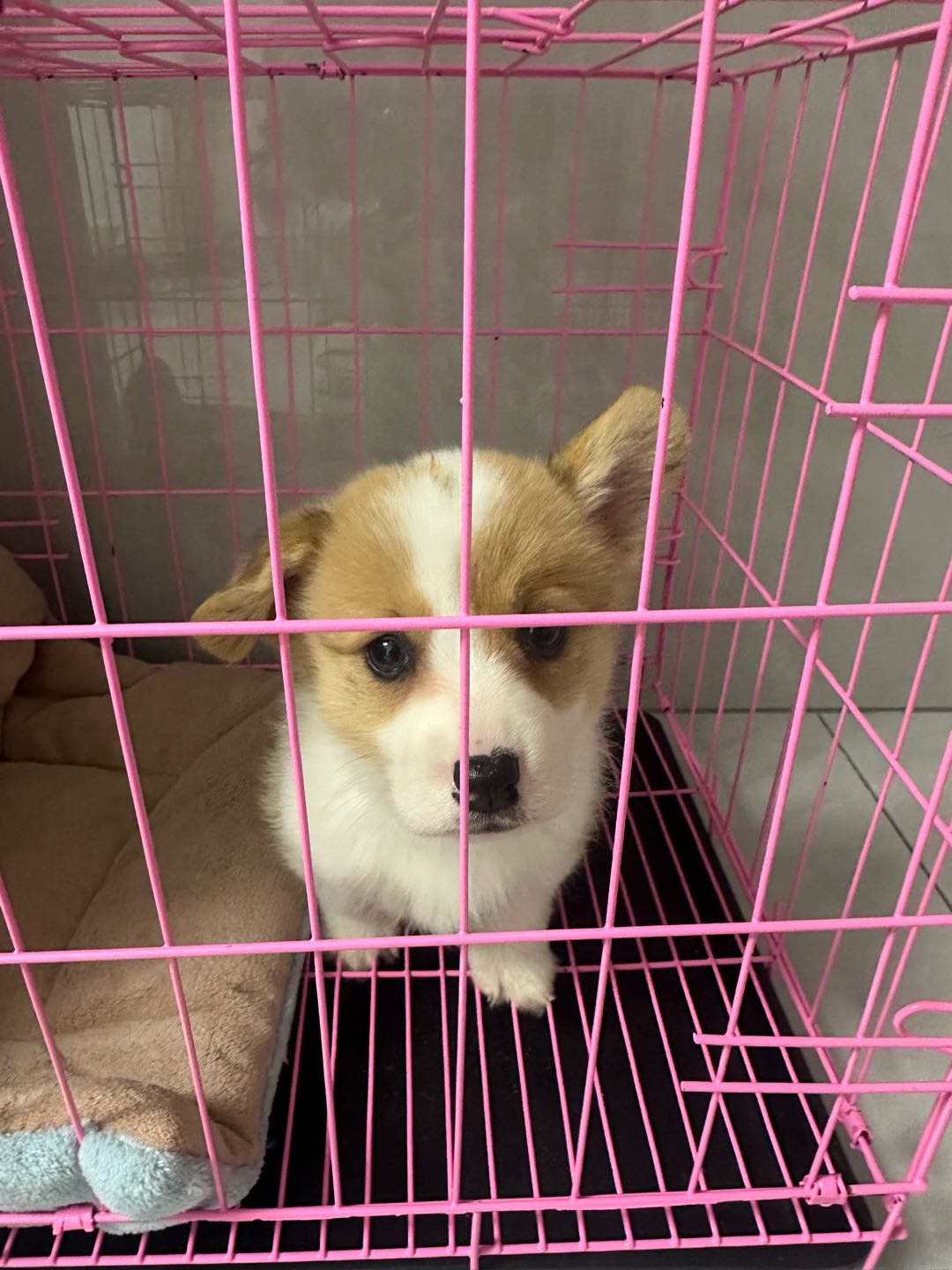 很可爱 便宜出 800 打了一针疫苗 细小犬瘟都检查过了 健康小狗