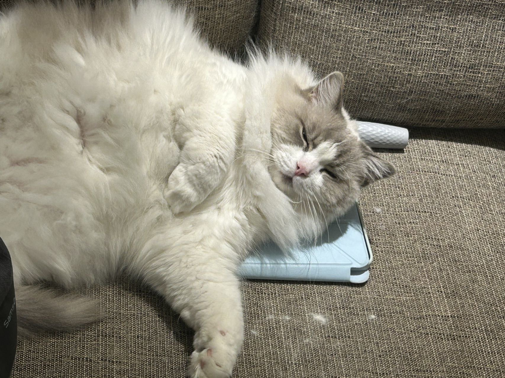 猫猫萌宠档案
