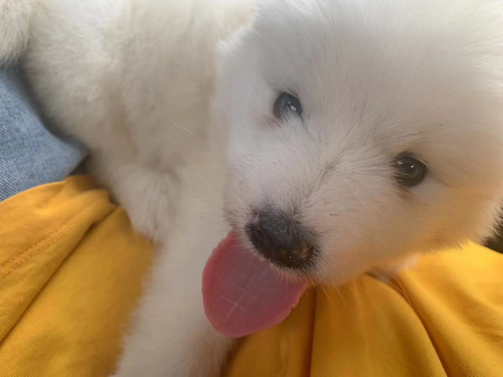 可爱爱玩