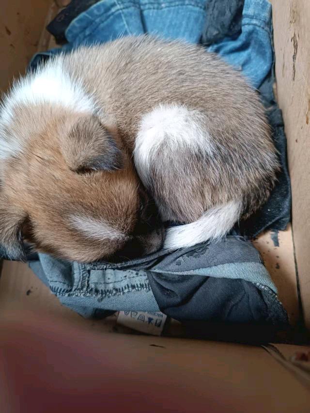 调皮