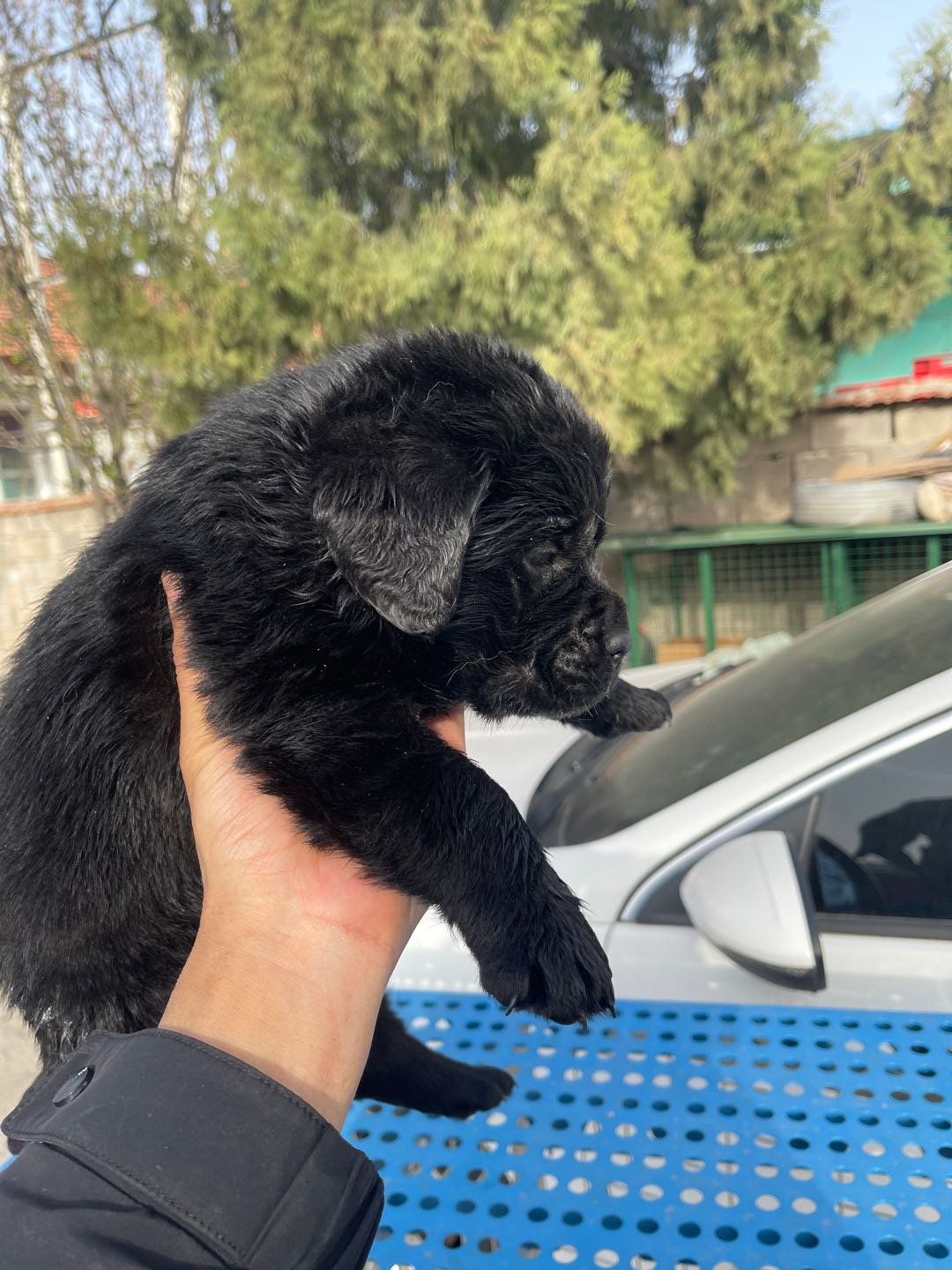 狗狗拉布拉多寻回犬