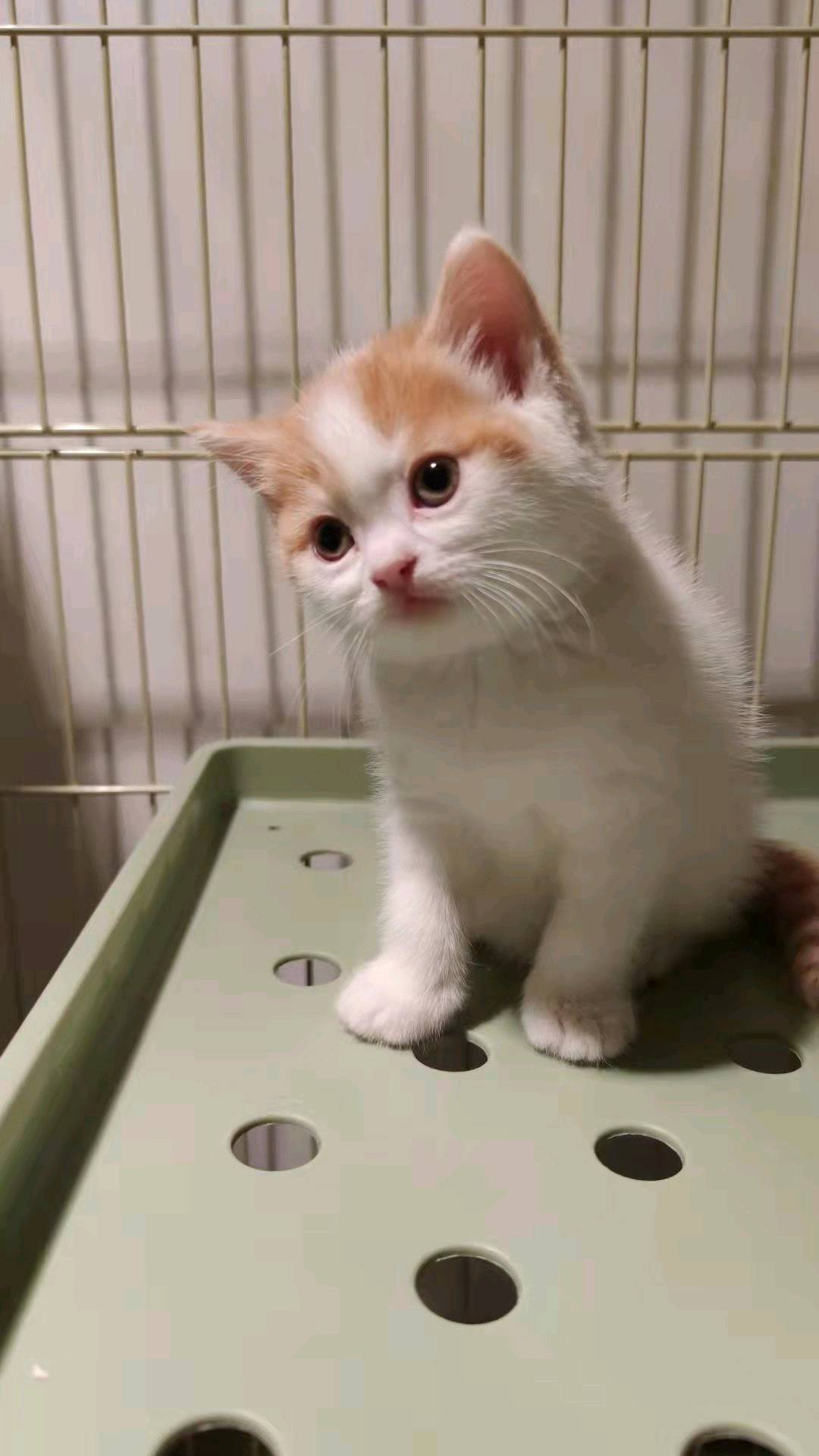 自家大猫生的英短橘白和烟灰色，都是稀有色英短，等待有缘人