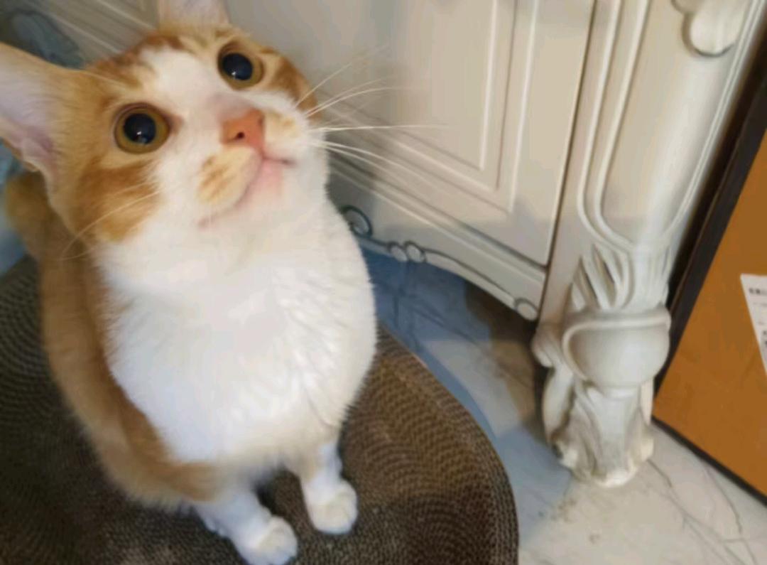 猫猫其它