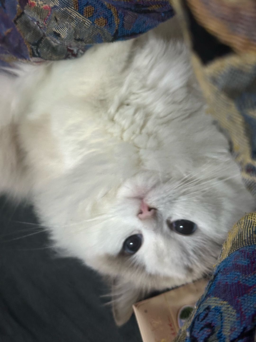 猫猫布偶猫