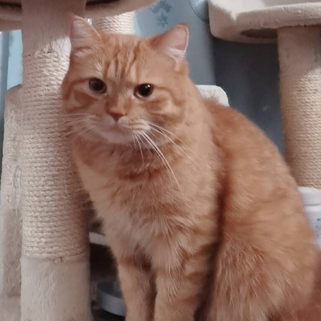 猫猫英国短毛猫