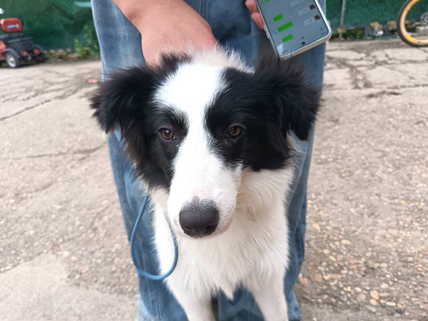 狗狗边境牧羊犬
