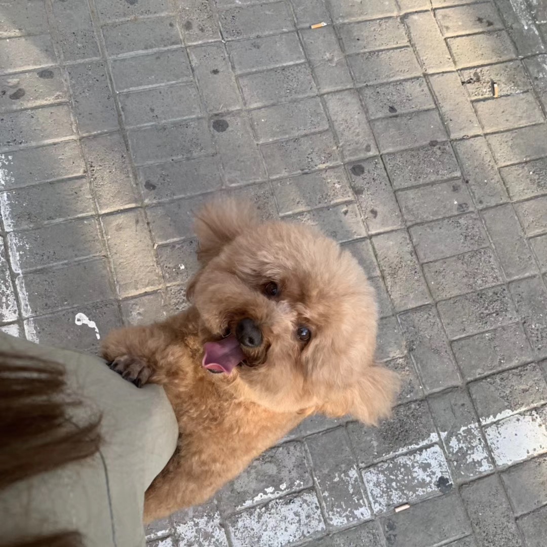 接 上门喂猫遛狗