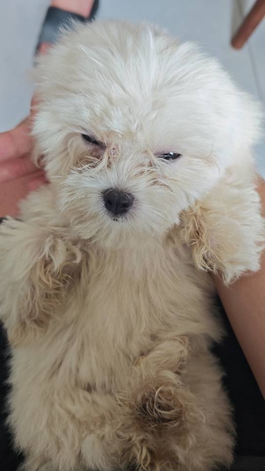 狗狗萌宠档案
