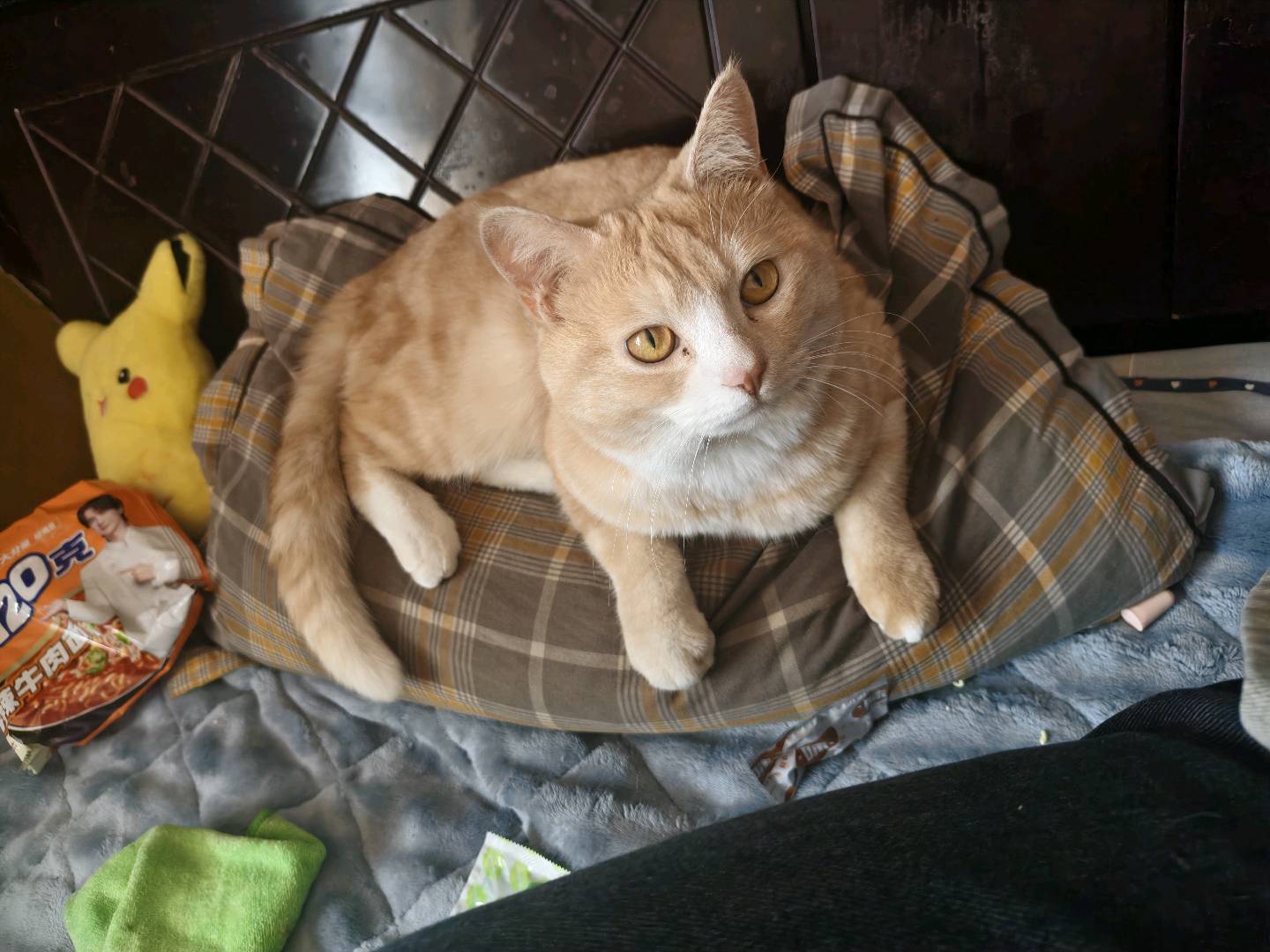 猫猫其它