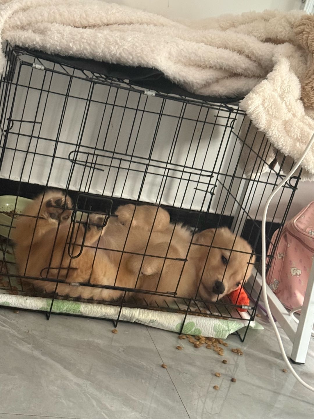 狗狗萌宠档案