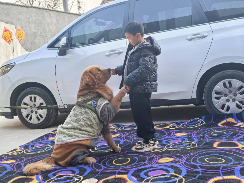 狗狗（金毛犬）