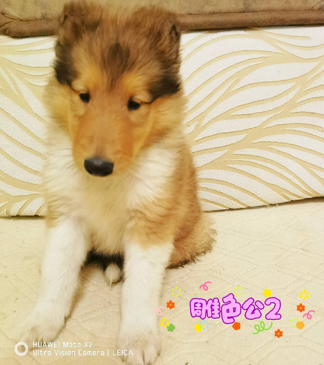 鄗城美系双血统苏格兰牧羊犬