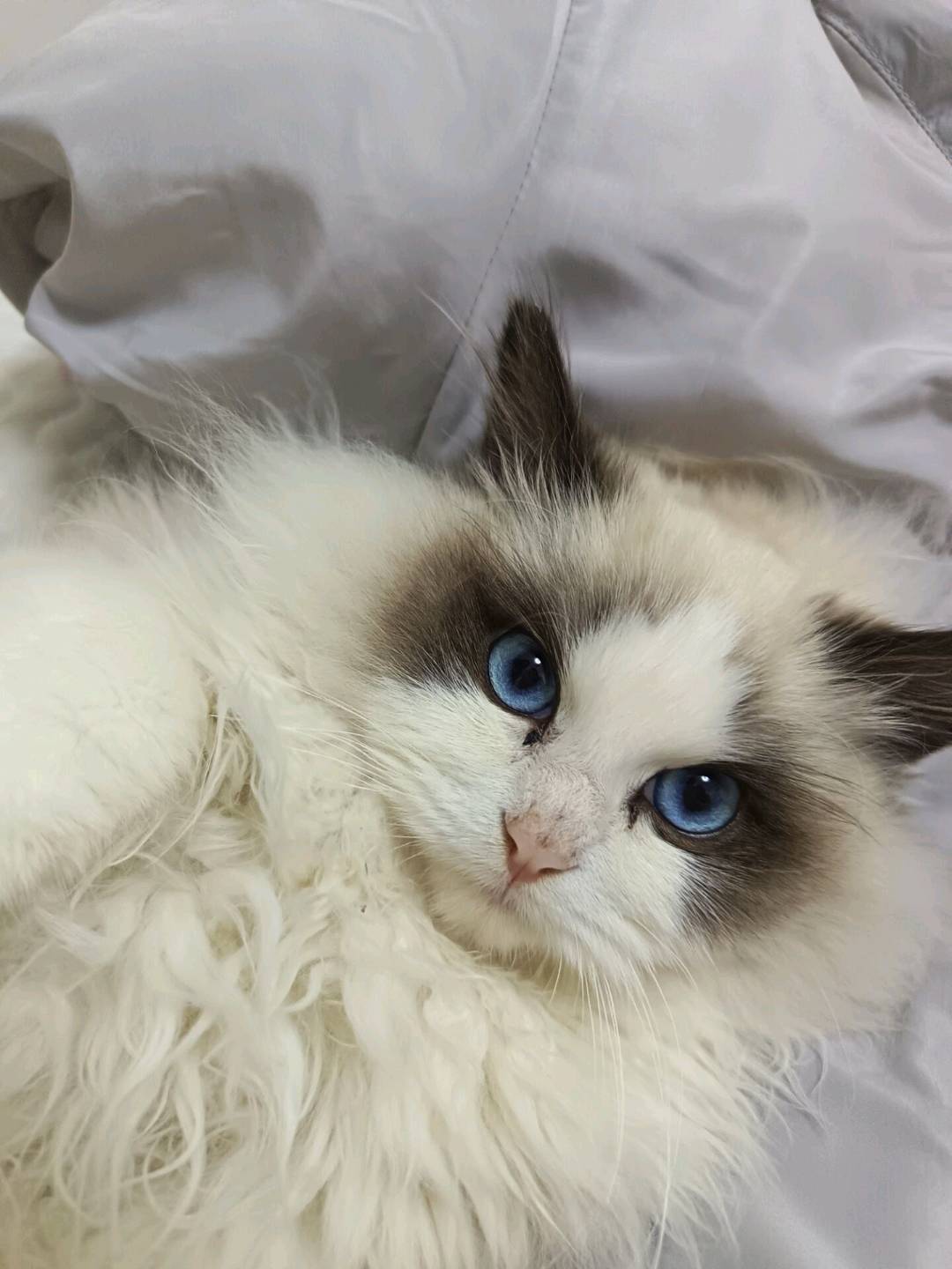 猫猫布偶猫