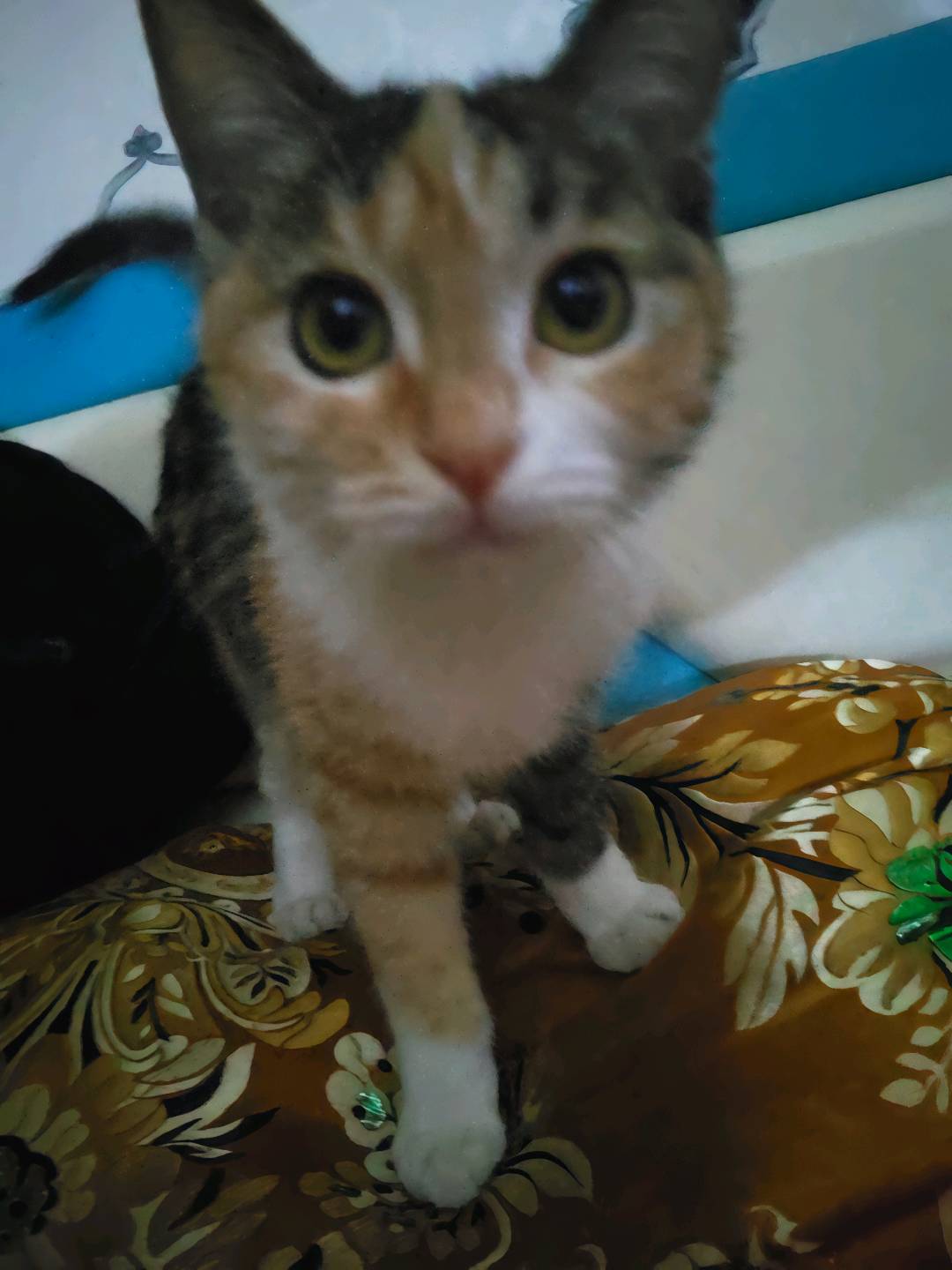 猫猫其它