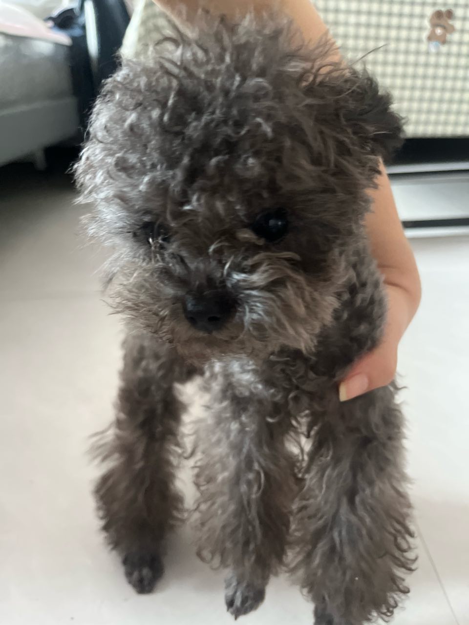 狗狗其它