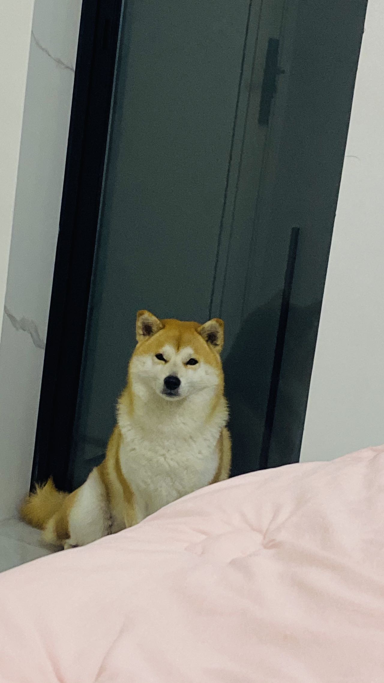 需要一个爱狗人士，春节上门遛狗服务，早晚各一次，服务时常大概*0/30天左右，有意者可以联系我、☎️**8500406*4
位置；资阳乐至县天池大道二段与迎宾大
